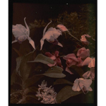Fallen Orchids
