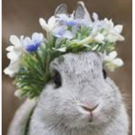 BunnyBloomBuilds
