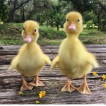 Group Thumbnail