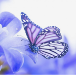 Lilac Butterfly Academy