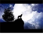 Moon Wolves Clan