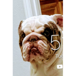 Dog and flamingo fans