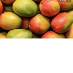 Mangos events