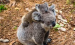 Elite Koalas