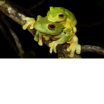 Frog fan club:)