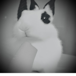 ~Fluffy Bunny group~