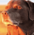 Dawggy Games