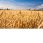[Wheat Game Studio]