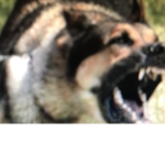 The BARK dogs
