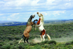 Brave horses