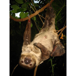 The Sloth Hangout Group
