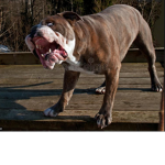 The BULL DOGS CLUB