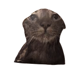 sadcat
