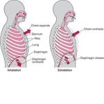 You are now breathing manually.