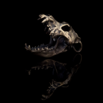 The followers of the Undead wolf
