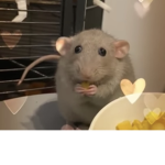 Love rats because I love them