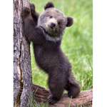 Teddy Bears Group :D
