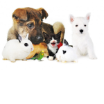 Pets friends
