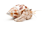hermit crab fan culb