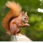 Squirrel ###### forever!