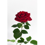Rosess squad