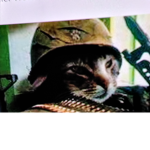 Cat kingdom!!!!!!!!
