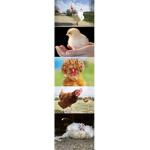 ChickenLol1
