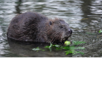 Beaver&Moose Trading Company.