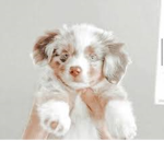 Little puppies!!!