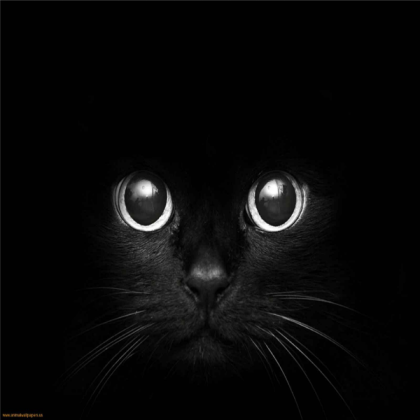 Cat-eyes-black-eyes Roblox decal