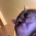 pepita <3