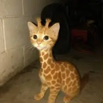 Giraffe Cat_
