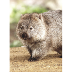 Wombat Family Pros