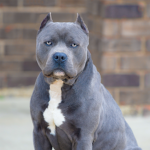 CripPitBull Group
