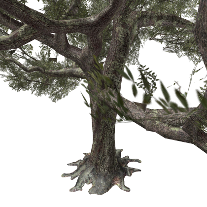 old oak tree