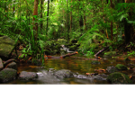 Rainy_Rainforests
