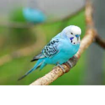 Da biggest bird group