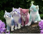 _.Kitty_Group._