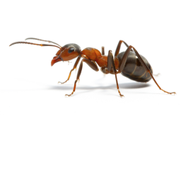 Brown Carpenter Ants City (Gettin rick rolled)