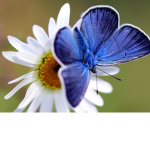 Bff Butterflys
