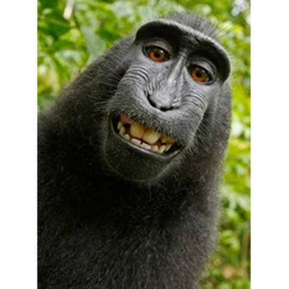 Monkey_Gang Roblox group icon