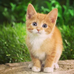 #Kittens Rule forever
