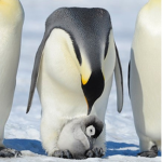 Hiawathapenguin