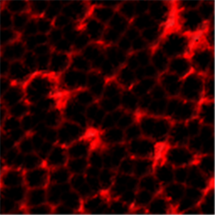Magma2 Texture Roblox decal