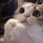 moms against catboys
