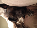 Tippy