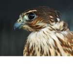 Chicken Hawks