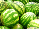 THE FIGHT FOR MELON RIGHTS