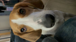Helping group games with dogs