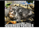 Cuteness forever